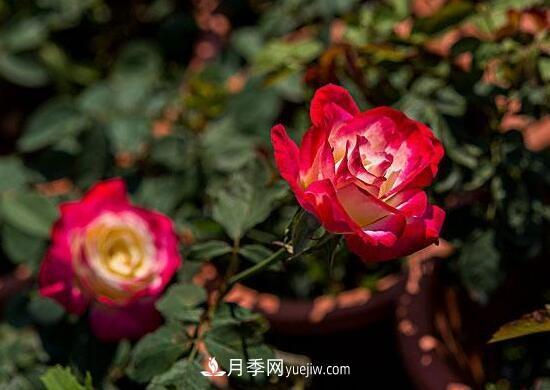 傳統(tǒng)的四大切花包括月季，菊花，康乃馨，劍蘭(圖1)