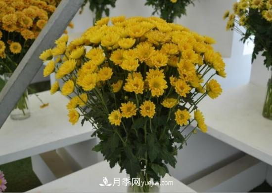 傳統(tǒng)的四大切花包括月季，菊花，康乃馨，劍蘭(圖3)
