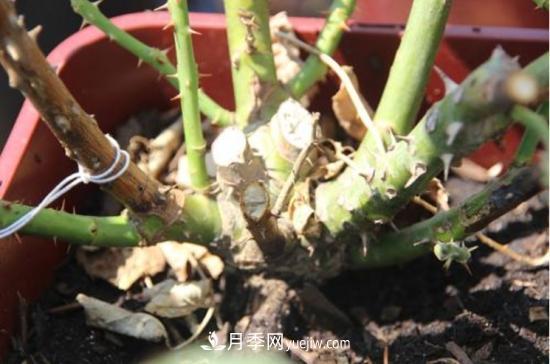 玫瑰花的繁殖方法：常用嫁接、扦插或壓條等方法繁殖(圖5)