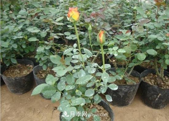 玫瑰花的繁殖方法：常用嫁接、扦插或壓條等方法繁殖(圖2)