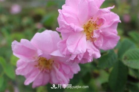 大馬士革玫瑰能吃嗎？用于制作花醬或者泡茶食用(圖2)