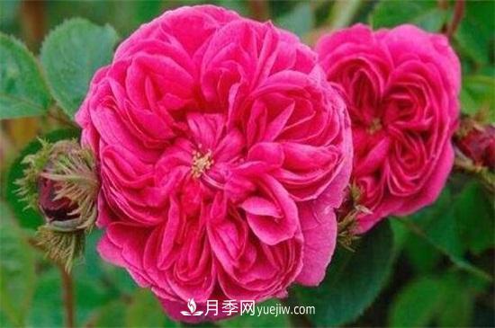 大馬士革玫瑰能吃嗎？用于制作花醬或者泡茶食用(圖1)