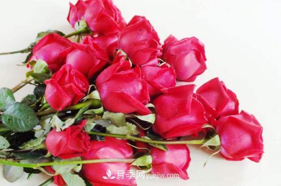 21朵玫瑰花代表什么？你是我的***愛以及真誠的愛(圖1)