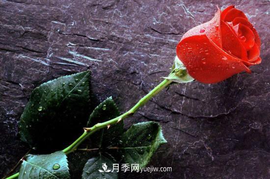 21朵玫瑰花代表什么？你是我的***愛以及真誠的愛(圖3)