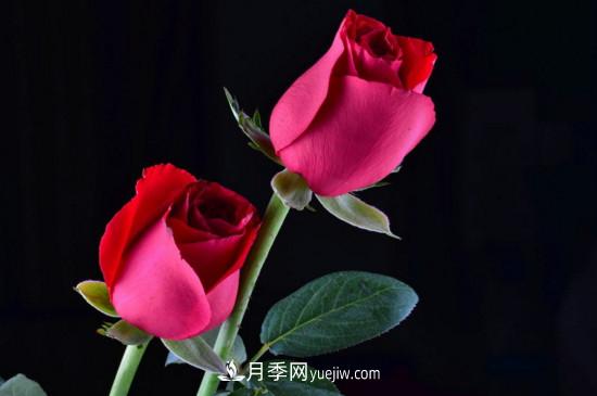 21朵玫瑰花代表什么？你是我的***愛以及真誠的愛(圖5)