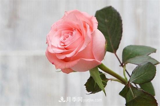 玫瑰品種有哪些？十大玫瑰花品種介紹(圖2)