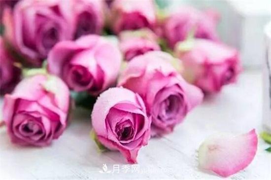 玫瑰品種有哪些？十大玫瑰花品種介紹(圖5)