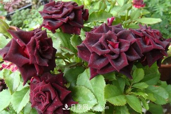 玫瑰品種有哪些？十大玫瑰花品種介紹(圖8)