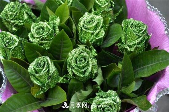 玫瑰品種有哪些？十大玫瑰花品種介紹(圖7)