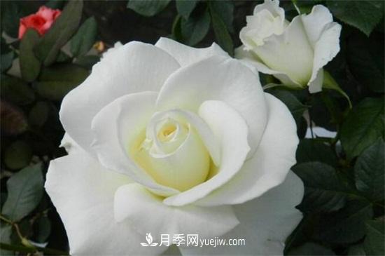 玫瑰品種有哪些？十大玫瑰花品種介紹(圖6)
