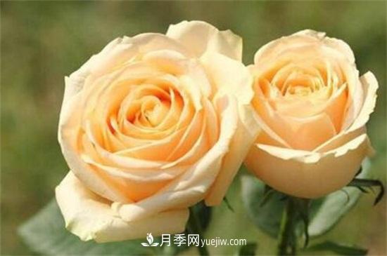 玫瑰品種有哪些？十大玫瑰花品種介紹(圖10)