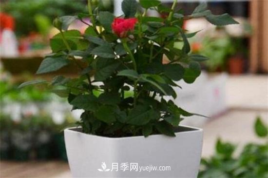 盆栽玫瑰花冬天怎么養(yǎng)？盆栽玫瑰冬天養(yǎng)護(hù)方法(圖1)