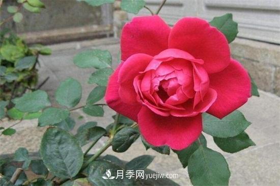 玫瑰花怎么養(yǎng)護(hù)？五步教你養(yǎng)好玫瑰花(圖3)
