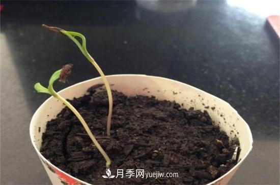 玫瑰花怎么種？玫瑰花種植方法和步驟(圖1)