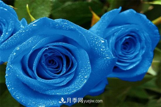 玫瑰花有哪些顏色？盤點十大常見玫瑰花顏色(圖2)