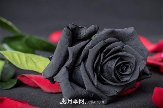 玫瑰花有哪些顏色？盤點十大常見玫瑰花顏色(圖4)