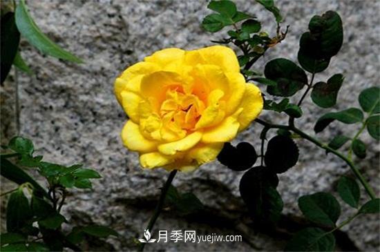 玫瑰花有哪些顏色？盤點十大常見玫瑰花顏色(圖3)