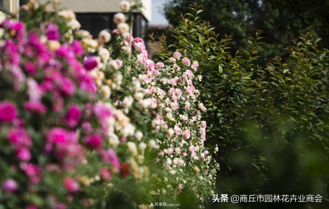2020月季比美大賽！獲獎(jiǎng)大片欣賞！這大概是月季***美的打開方式了(圖2)