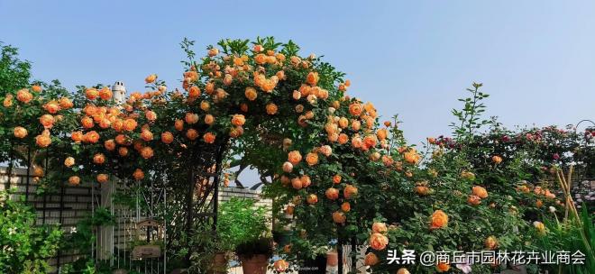 2020月季比美大賽！獲獎(jiǎng)大片欣賞！這大概是月季***美的打開方式了(圖5)