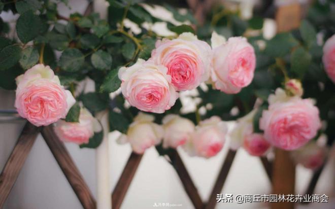 2020月季比美大賽！獲獎(jiǎng)大片欣賞！這大概是月季***美的打開方式了(圖9)