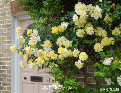 “***貴”的月季花，花朵大，顏色鮮艷，花香宜人(圖4)