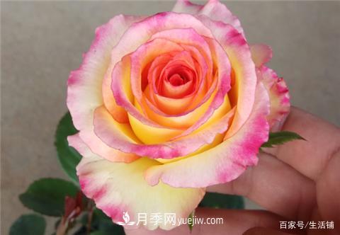 “***貴”的月季花，花朵大，顏色鮮艷，花香宜人(圖1)
