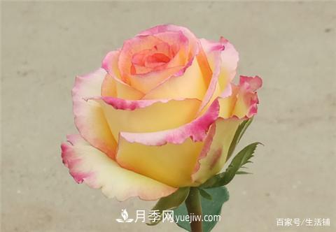 “***貴”的月季花，花朵大，顏色鮮艷，花香宜人(圖2)