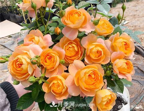 “***貴”的月季花，花朵大，顏色鮮艷，花香宜人(圖3)