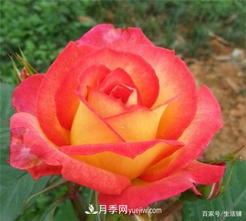 “***貴”的月季花，花朵大，顏色鮮艷，花香宜人(圖5)