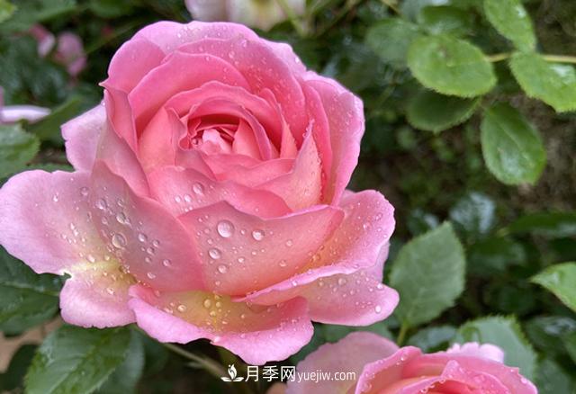 銀禧慶典被稱“***美玫瑰”，經(jīng)典大花月季品種介紹(圖1)