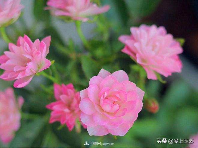 盤點(diǎn)那些比荷花還美的月季，讓荷花無路可走(圖3)