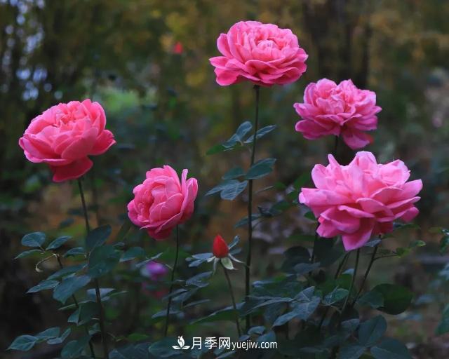 初冬，洛陽師范學(xué)院留得月季獨(dú)艷(圖4)