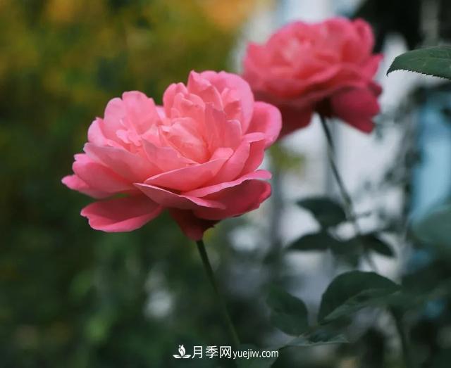 初冬，洛陽師范學(xué)院留得月季獨(dú)艷(圖3)