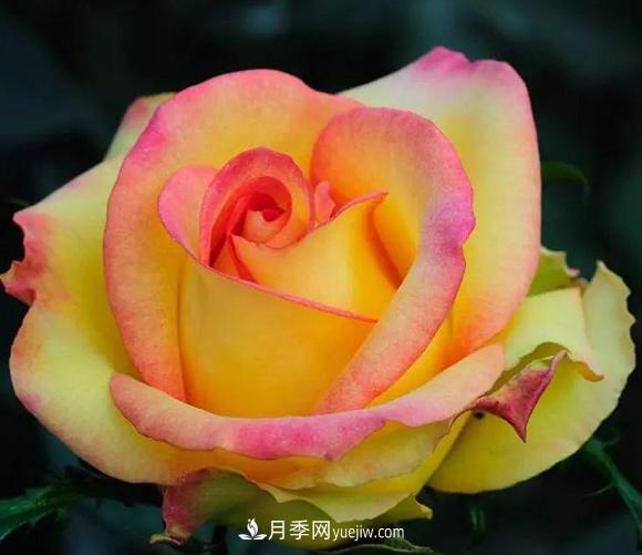 她是號稱20世紀***偉大的月季品種！拿獎拿到手軟(圖1)