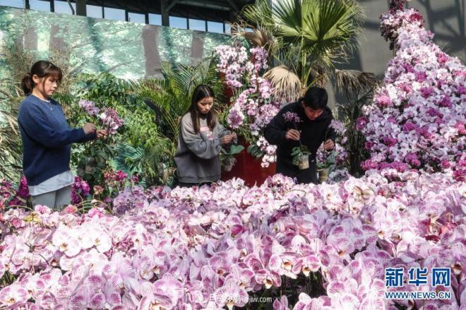 江蘇濱海:花卉農業(yè)科技園初顯規(guī)模(圖1) 江蘇濱海:花卉農業(yè)科技園初顯規(guī)模(圖1)