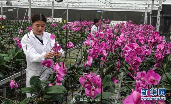 江蘇濱海:花卉農業(yè)科技園初顯規(guī)模(圖3) 江蘇濱海:花卉農業(yè)科技園初顯規(guī)模(圖3)