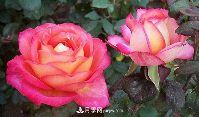無水不文章！你平時(shí)的月季澆水方法對(duì)了嗎？(圖1)