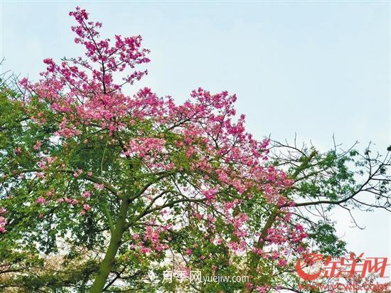 羊城的秋冬粉嫩可人 異木棉繁花裝點(diǎn)了它(圖1)