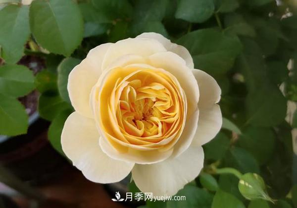 如何讓月季花長得又矮又壯？(圖1)