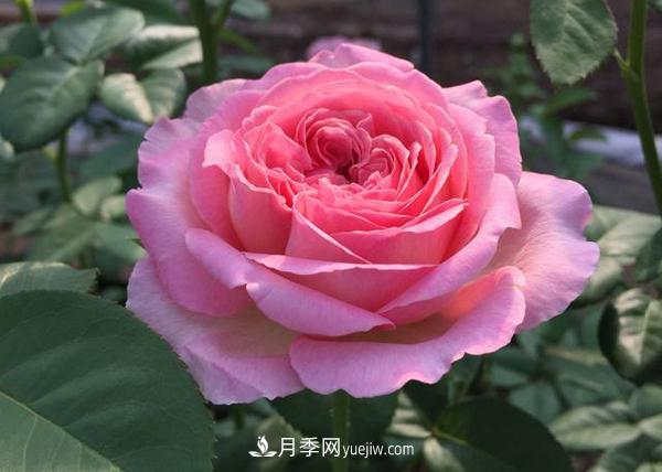 養(yǎng)壯根，才能長得壯，月季日常養(yǎng)護技巧(圖1)