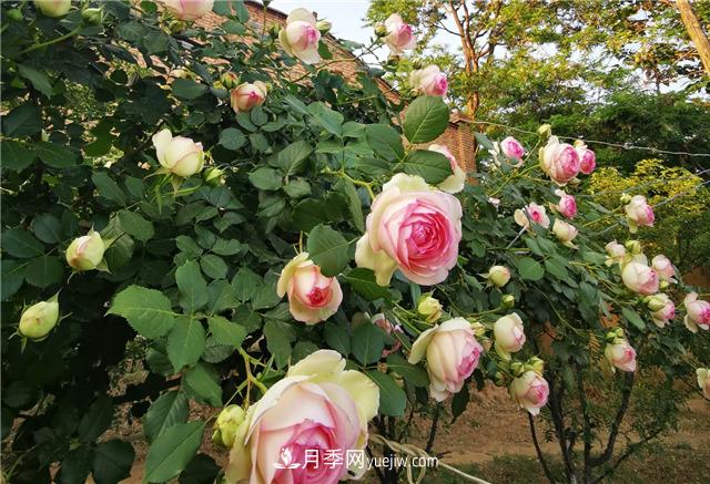 月季玫瑰香味大匯總，混合味、茶香味、果香味，總有一款是你的(圖1)
