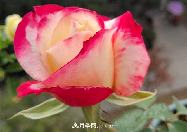 月季玫瑰香味大匯總，混合味、茶香味、果香味，總有一款是你的(圖3)