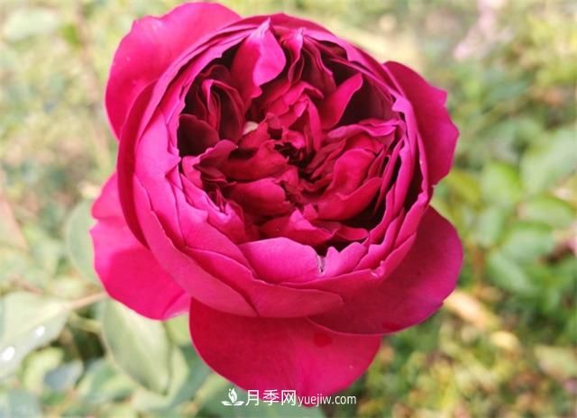 月季玫瑰香味大匯總，混合味、茶香味、果香味，總有一款是你的(圖2)