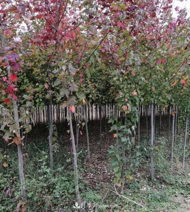 南陽苗木基地，紅楓和雞爪槭好區(qū)別嗎？(圖2)