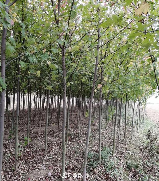 南陽苗木基地，紅楓和雞爪槭好區(qū)別嗎？(圖1)