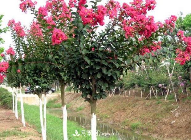 南陽苗木基地，紫薇綠化苗怎么修剪？(圖1)