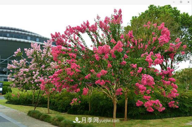 南陽苗木基地，紫薇綠化苗怎么修剪？(圖2)