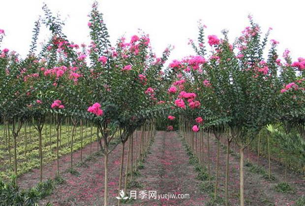 南陽苗木基地，紫薇綠化苗怎么修剪？(圖3)
