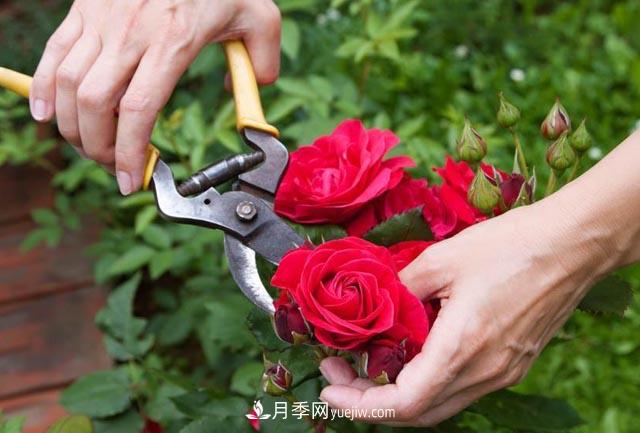 月季栽培養(yǎng)護(hù)指南，手把手教你冬季大花月季的修剪方法(圖1)