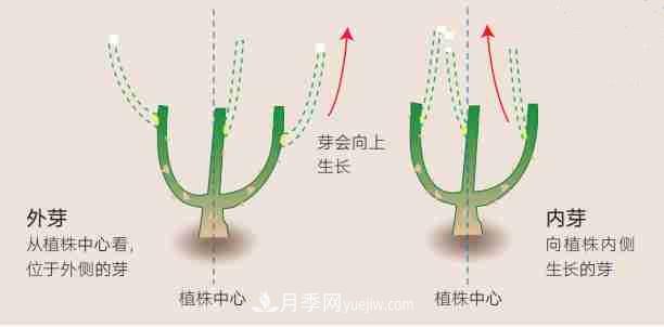 月季栽培養(yǎng)護(hù)指南，手把手教你冬季大花月季的修剪方法(圖2)